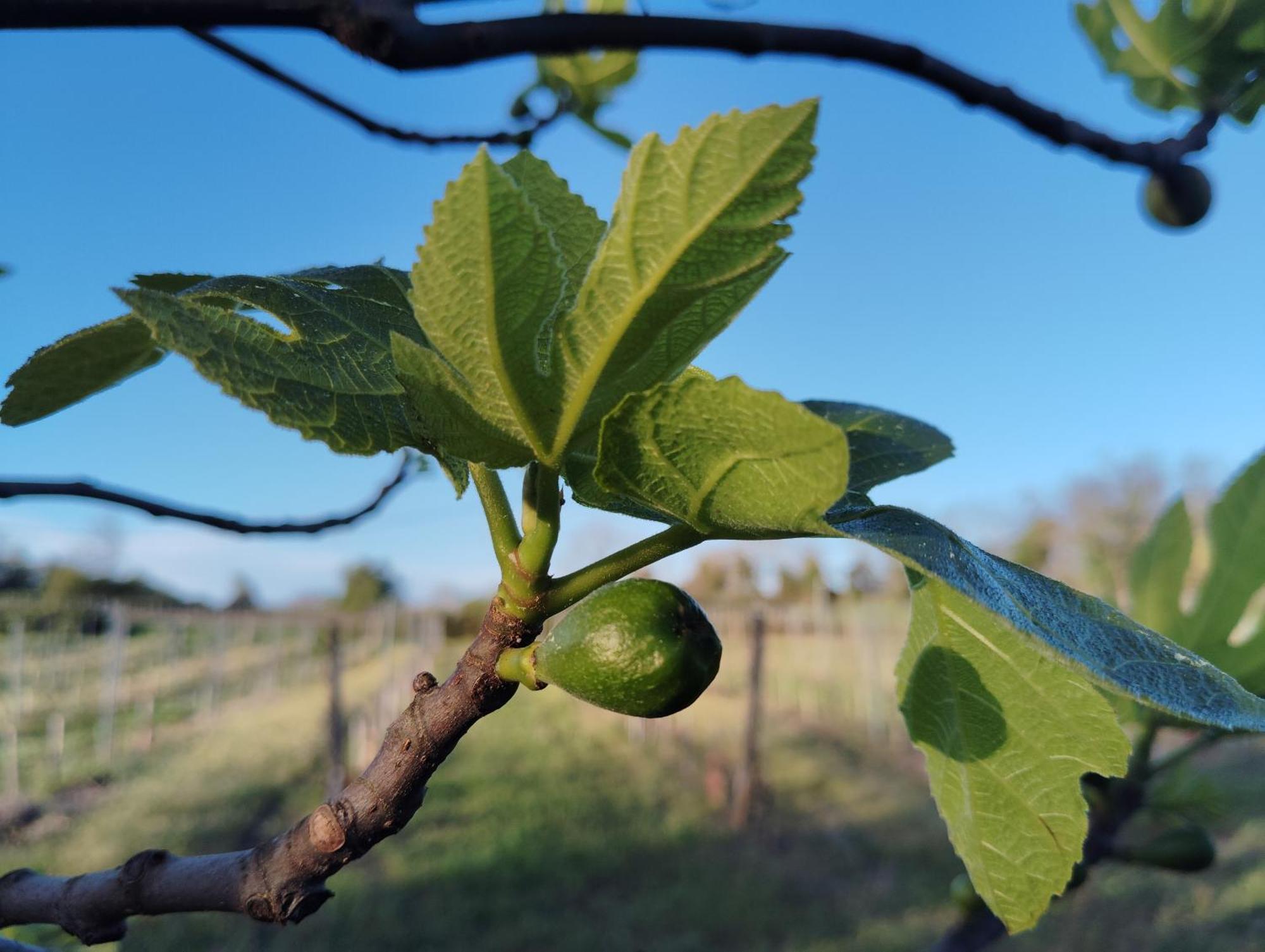 Gite L'Edenwine Doulezon Екстериор снимка